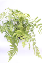 Load image into Gallery viewer, Dryopteris Erythrosora Brilliance
