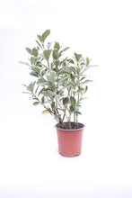 Load image into Gallery viewer, Euonymus &#39;Kathy&#39;
