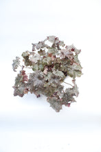 Load image into Gallery viewer, Heuchera &#39;Obsidian&#39;
