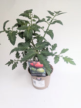 Load image into Gallery viewer, Tomato Maestra (Grafted) 1l
