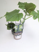 Load image into Gallery viewer, Cucumber Dominica (Grafted) 1l
