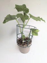 Load image into Gallery viewer, Cucumber Dominica (Grafted) 1l
