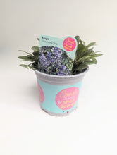 Load image into Gallery viewer, Ajuga Chocolate Chip 9cm
