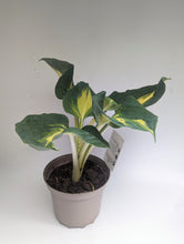 Load image into Gallery viewer, Hosta Dream Queen 3l
