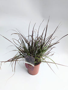 Pennisetum Advena Rubrum