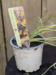 Bronze Fennel