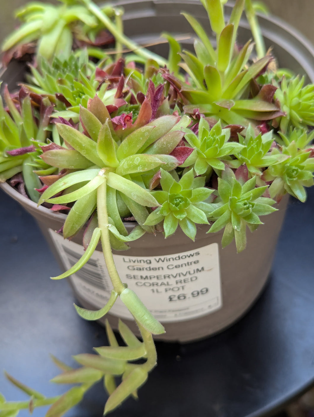 Sempervivum Coral Red