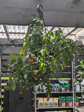 Load image into Gallery viewer, Tomato Hanging Baskets (Tumbling Tom)
