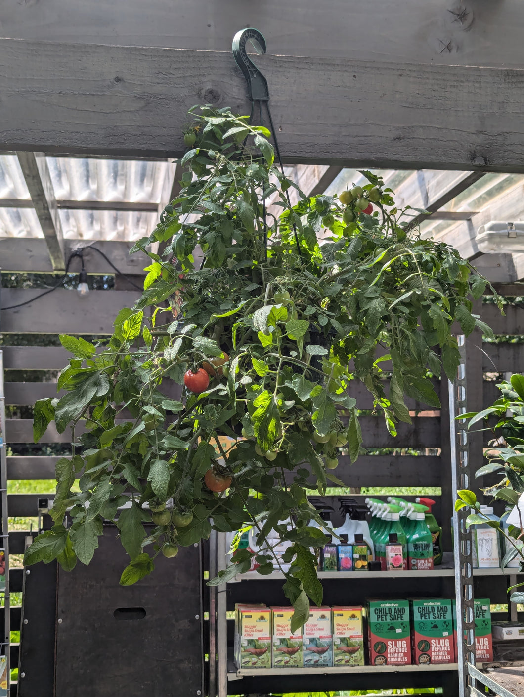 Tomato Hanging Baskets (Tumbling Tom)