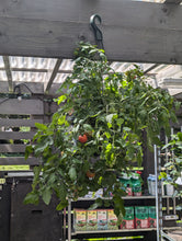 Load image into Gallery viewer, Tomato Hanging Baskets (Tumbling Tom)
