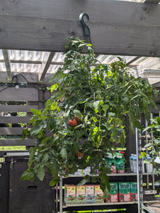 Tomato Hanging Baskets (Tumbling Tom)