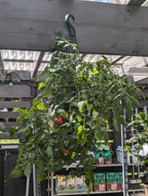 Load image into Gallery viewer, Tomato Hanging Baskets (Tumbling Tom)
