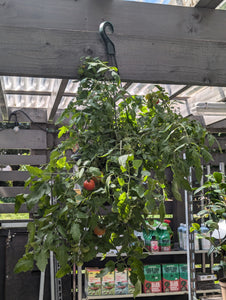 Tomato Hanging Baskets (Tumbling Tom)