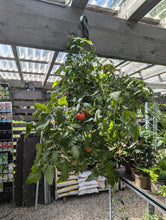 Load image into Gallery viewer, Tomato Hanging Baskets (Tumbling Tom)
