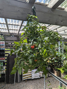 Tomato Hanging Baskets (Tumbling Tom)