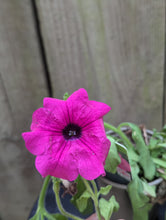 Load image into Gallery viewer, Petunia Surfinia Trailing Purple
