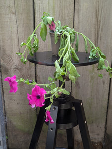 Petunia Surfinia Trailing Purple