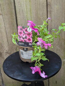 Petunia Creme de Cassis