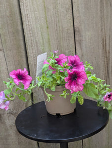 Petunia Creme de Cassis