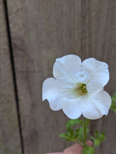 Load image into Gallery viewer, Petunia Surfinia Trailing  White
