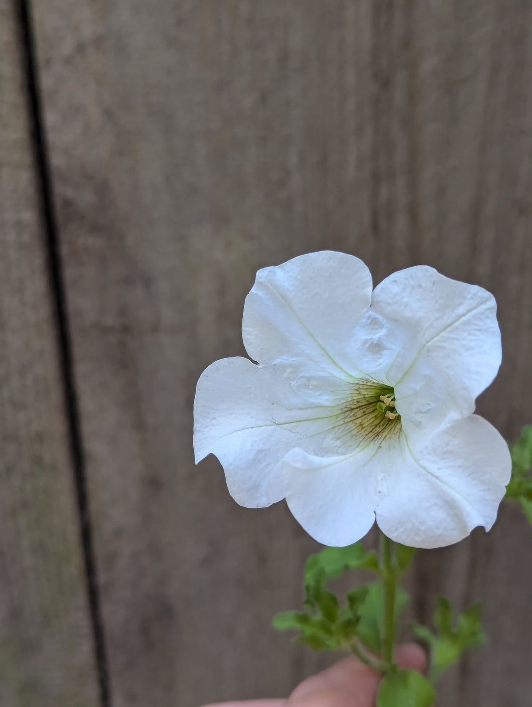 Petunia Surfinia Trailing  White