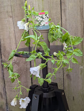 Load image into Gallery viewer, Petunia Surfinia Trailing  White
