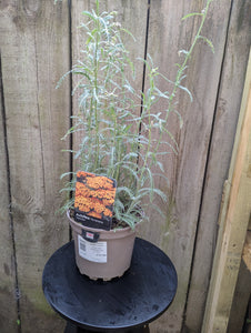 Achillea Terracotta