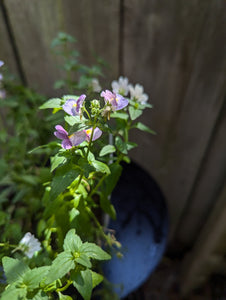 Nemesia Lilac Queen