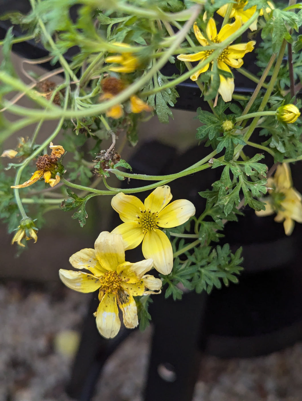 Bidens Golden Eye