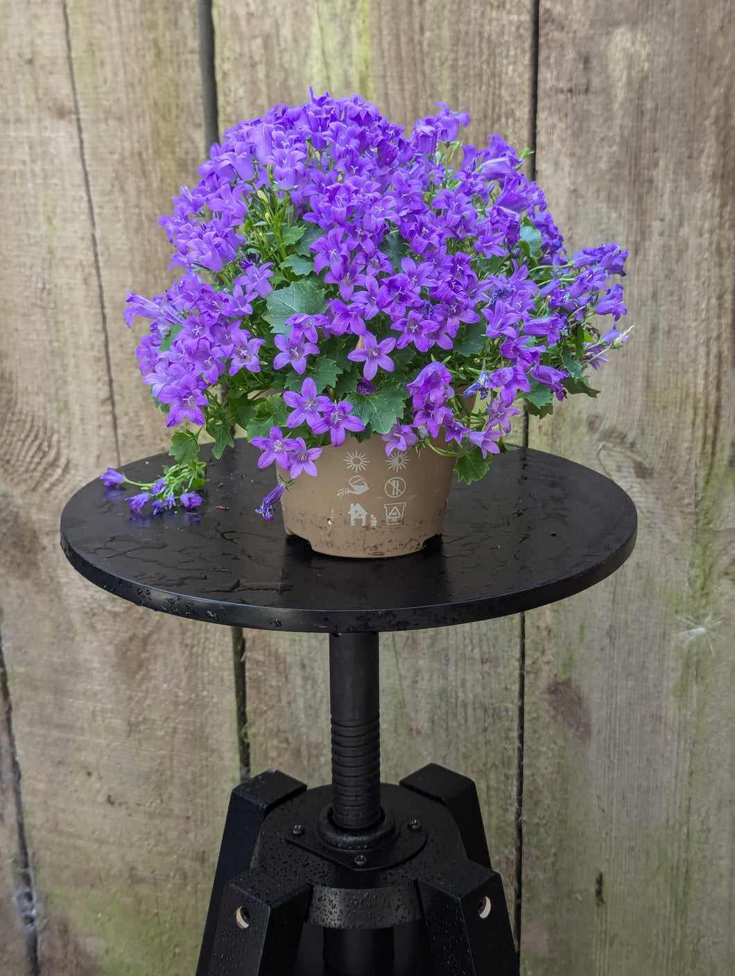 Campanula Get Mee Blue