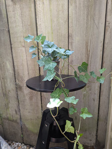 Hedera Green