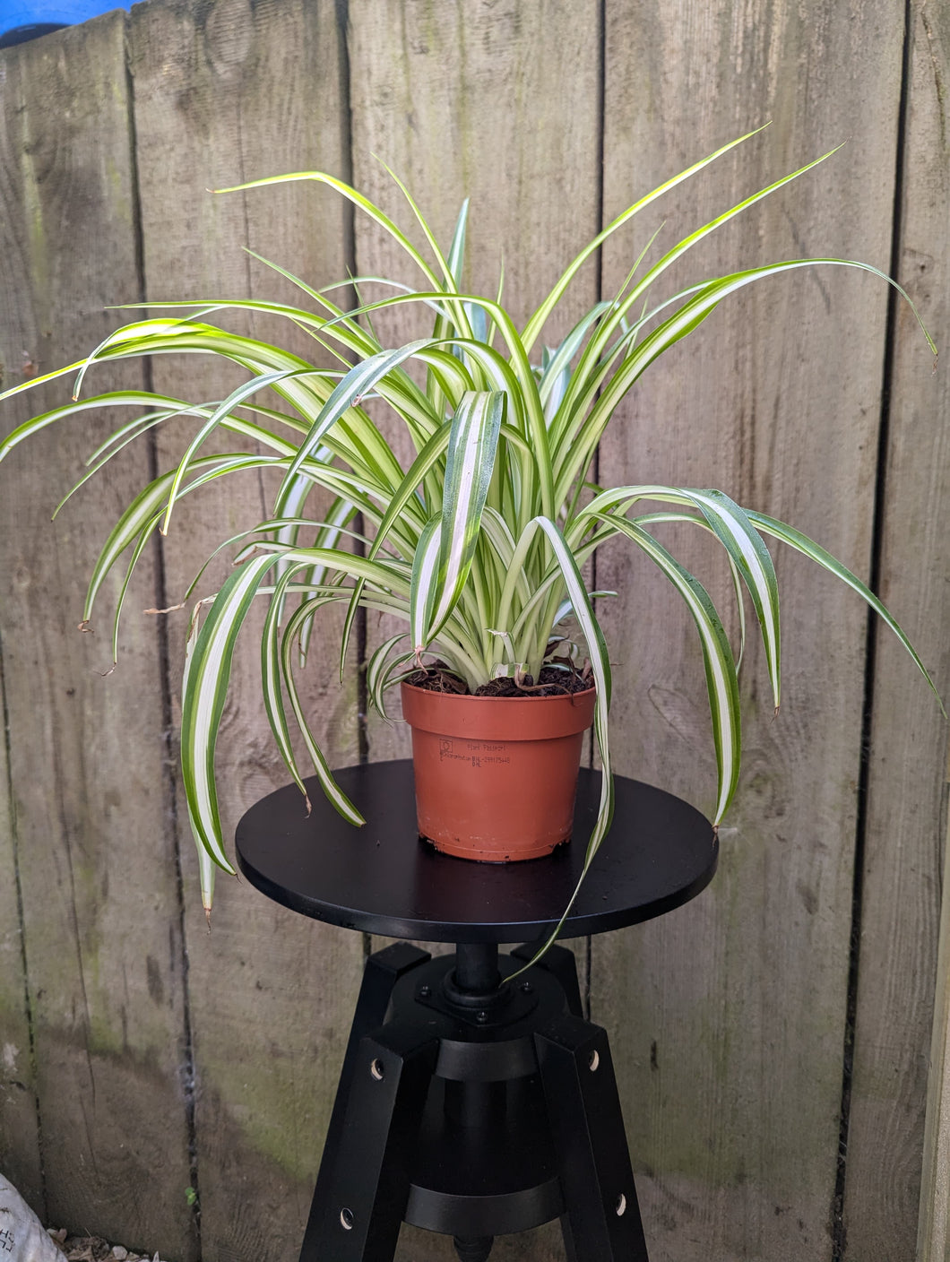 Chlorophytum comosum (Spider Plant)