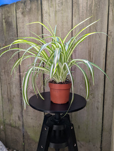 Chlorophytum comosum (Spider Plant)