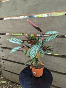 Ctenanthe setosa 'Green Flag'