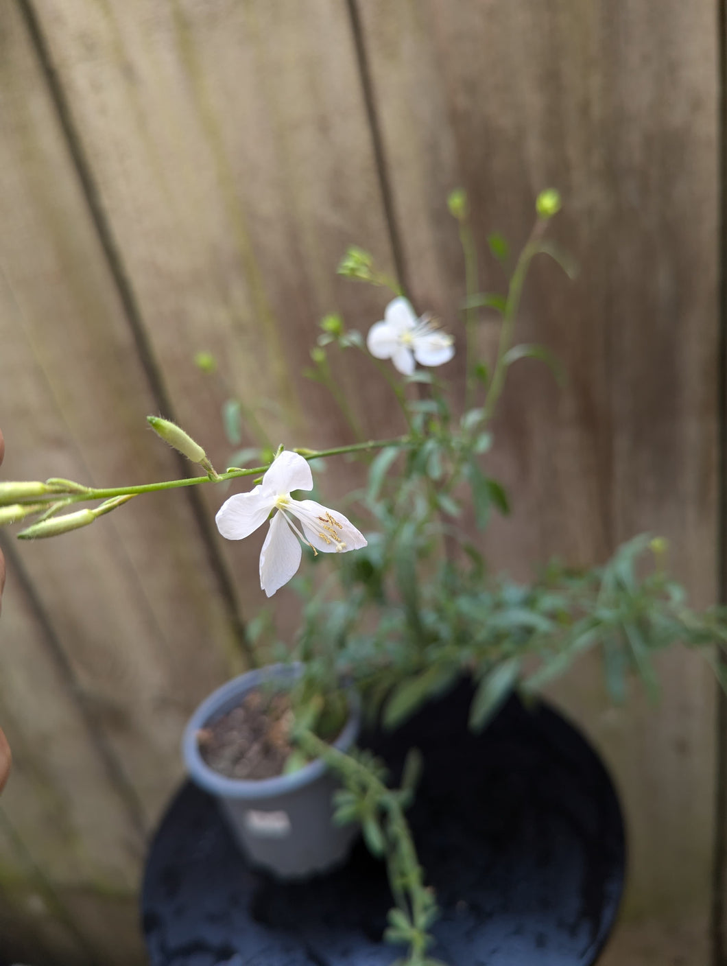 Gaura Lindheimeri White