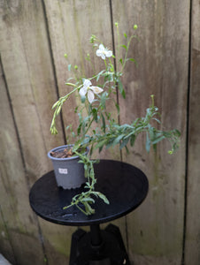 Gaura Lindheimeri White