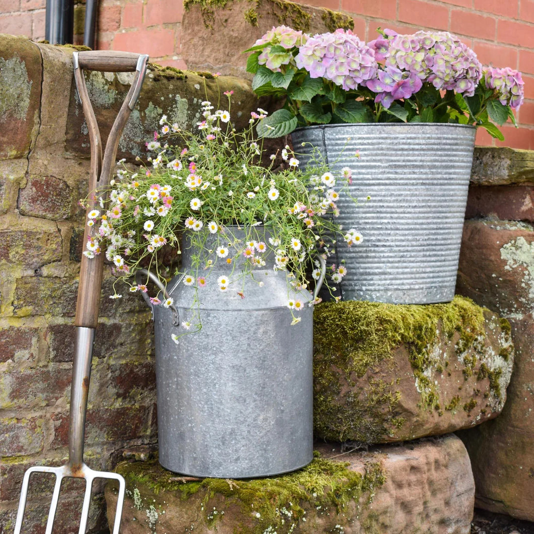 Galvanised Milk Churn H42cm